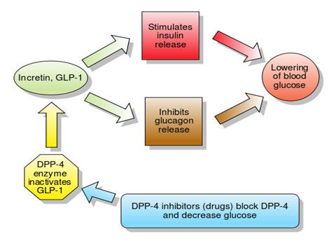 File:Incretins and DPP 4 inhibitors.svg
